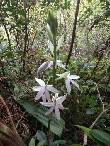 Calanthe tankervilleae