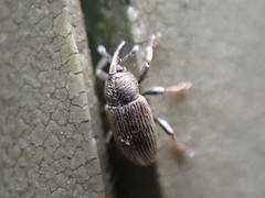 Mecinus pyraster