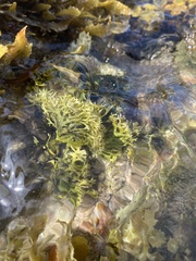 Ahnfeltiopsis flabelliformis