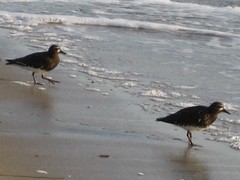 Arenaria melanocephala