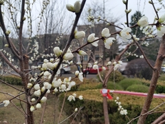 Prunus