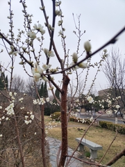 Prunus