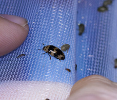 Ischyrus quadripunctatus