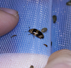 Ischyrus quadripunctatus