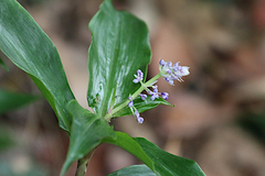 Pollia macrophylla