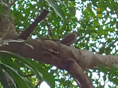 Streptopelia chinensis