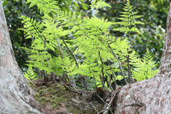 Davallia solida pyxidata