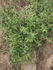 Atriplex suberecta