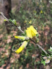Chamaecytisus hirsutus