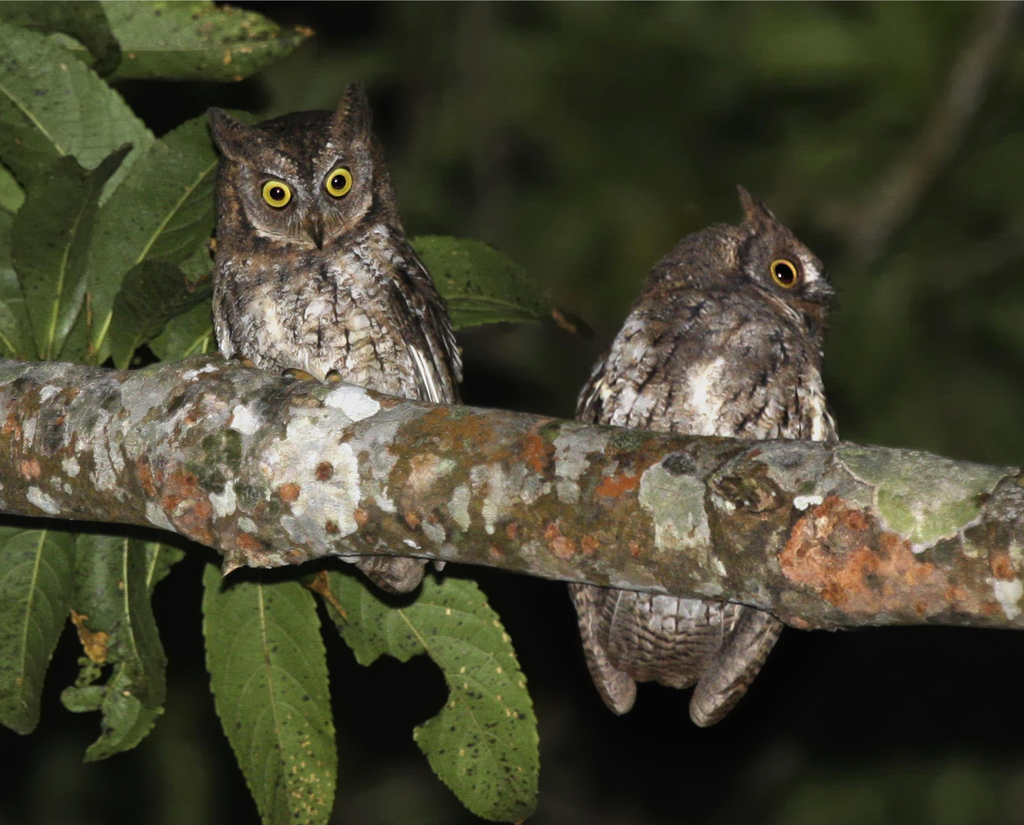 Rinjani Scops-Owl
