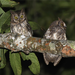 Rinjani Scops-Owl - Photo (c) Sangster G, King BF, Verbelen P, Trainor CR (2013), some rights reserved (CC BY)