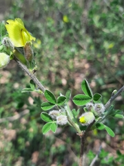 Chamaecytisus hirsutus