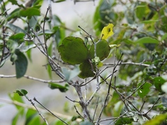 Semialarium mexicanum