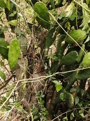 Opuntia karwinskiana