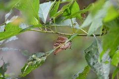 Consul excellens genini