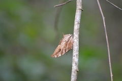 Consul excellens genini