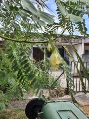 Sesbania grandiflora