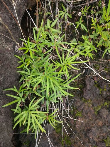 Doryopteris subdecipiens