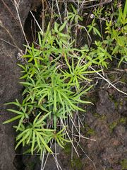 Doryopteris subdecipiens