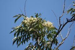 Meliosma rhoifolia