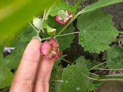 Abutilon menziesii