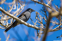 Coracina caledonica caledonica