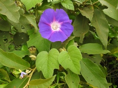 Ipomoea villifera