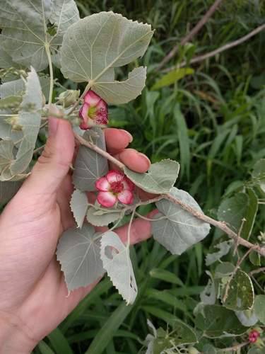 Ko'oloa 'ula (Abutilon menziesii)