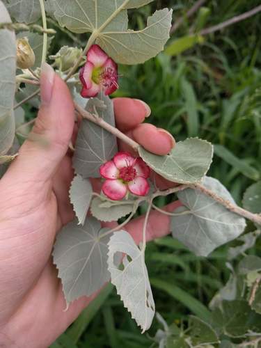 Abutilon menziesii
