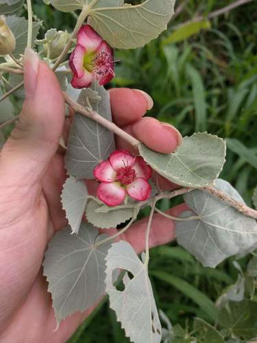 Abutilon menziesii, photograph 3