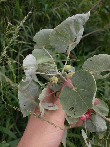 Abutilon menziesii, photograph 4