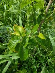 Gouania vitifolia