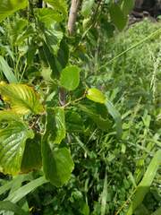 Gouania vitifolia