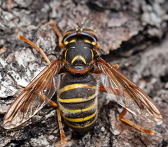 Spilomyia diophthalma