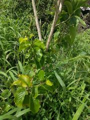 Gouania vitifolia