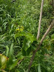 Gouania vitifolia