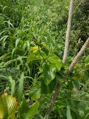 Gouania vitifolia