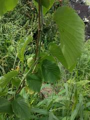 Gouania vitifolia