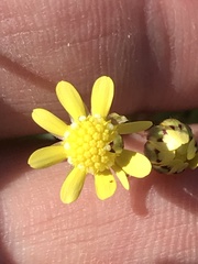 Blennosperma nanum