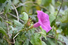 Ipomoea bernoulliana
