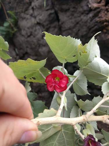 Abutilon menziesii, photograph 5