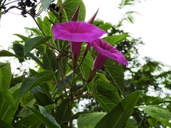 Ipomoea bernoulliana