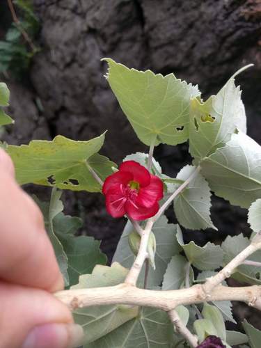 Abutilon menziesii, photograph 6