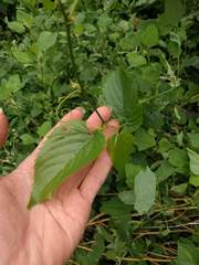 Gouania vitifolia