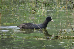 Fulica atra