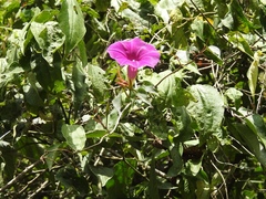 Ipomoea bernoulliana