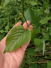 Gouania vitifolia