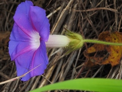 Ipomoea villifera