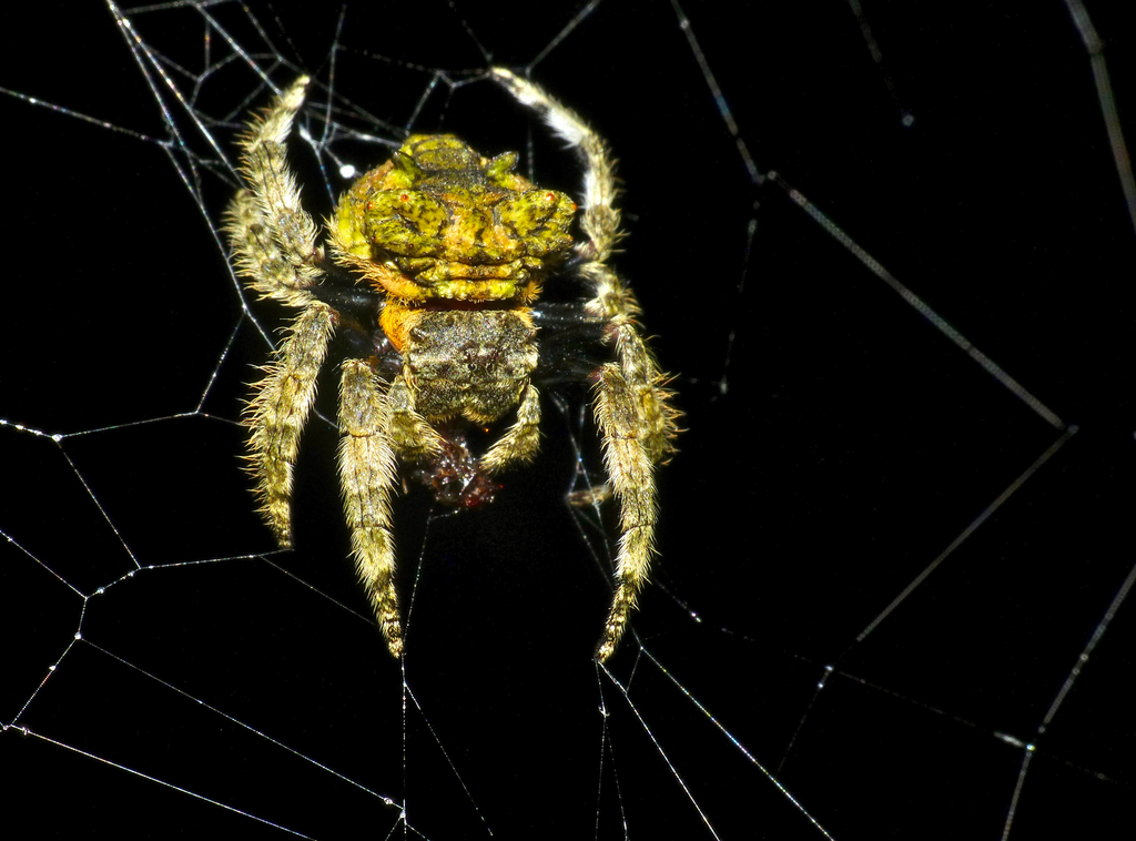 madagascar spider