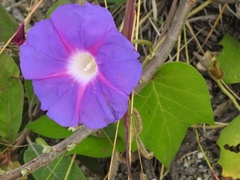 Ipomoea villifera